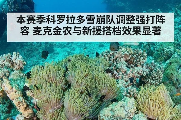 本赛季科罗拉多雪崩队调整强打阵容 麦克金农与新援搭档效果显著